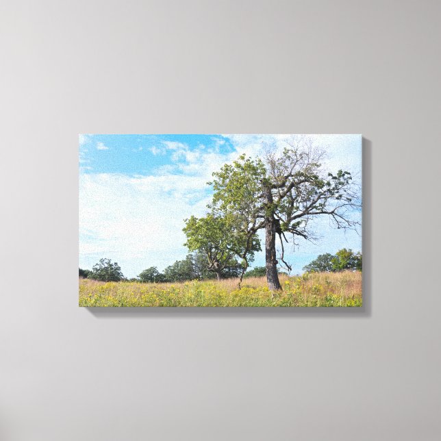 Burr Oak Trees and Prairie Canvas Print (Front)