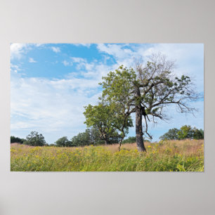 Burr Oak Trees and Prairie Poster