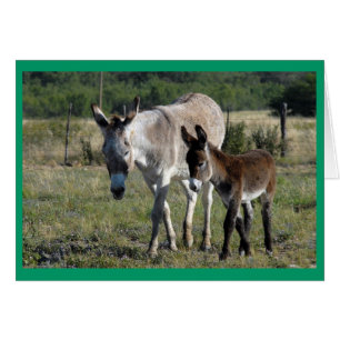 Burra and Burrito #1