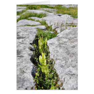 Burren plante des roches de chaux