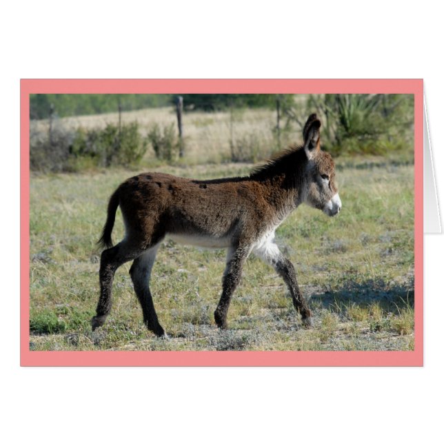 Burrito (Devant horizontal)