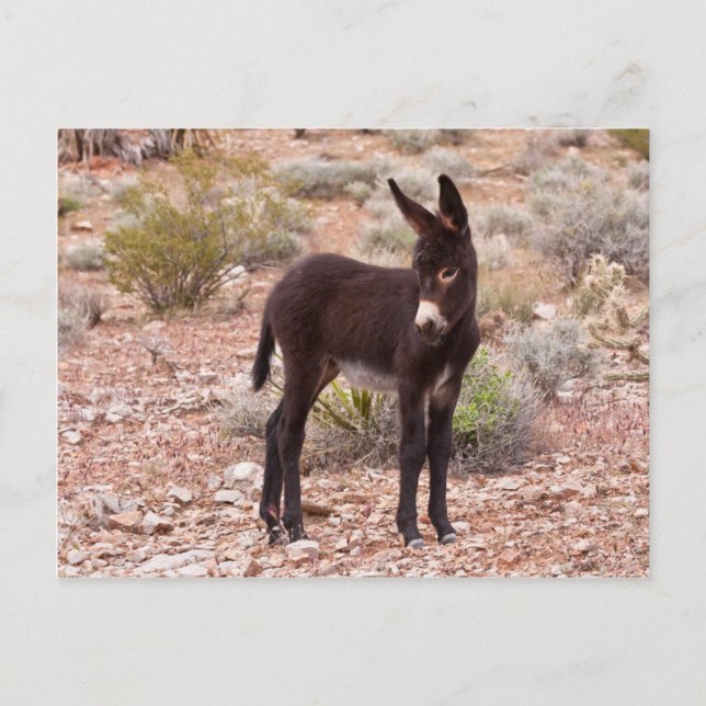 Burro Foal Postcard (Front)
