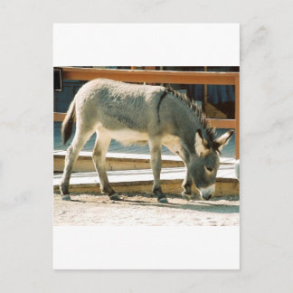 Burro in Town Postcard