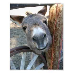 Burro Over Wagon Wheel 8x10 Photo Print