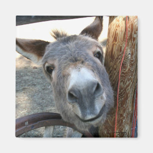 Burro Over Wagon Wheel square magnet