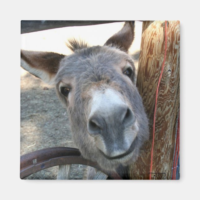 Burro Over Wagon Wheel square magnet (Front)