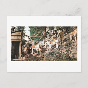 Burros at Silver Mine Colorado 1904 Postcard
