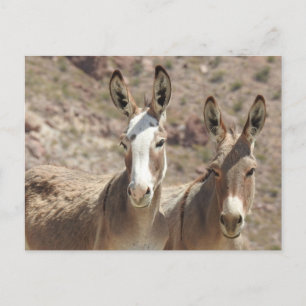Burros sauvages, ânes, faune, carte postale