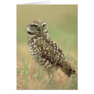 Burrowing Owl