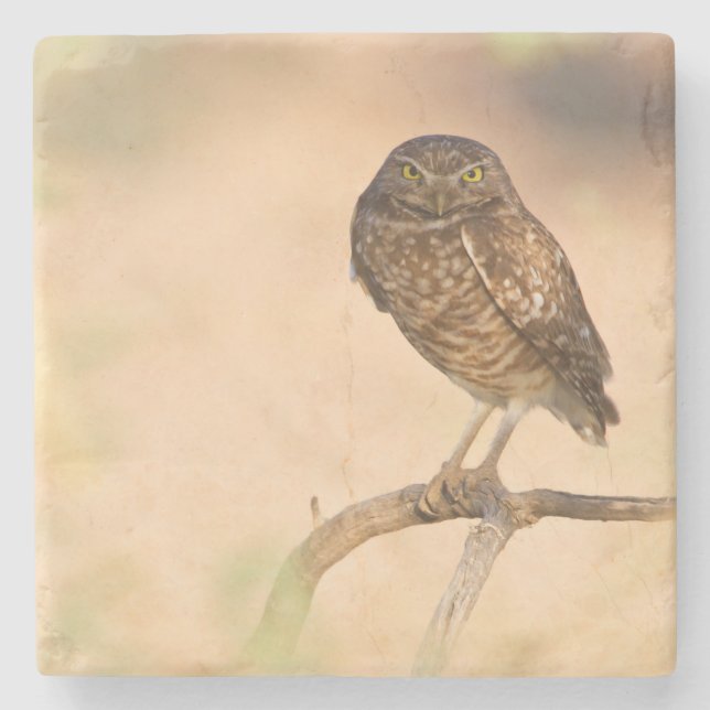 Burrowing Owl  at sunrise Stone Coaster (Front)