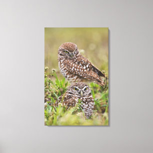 Burrowing Owl, Athene cunicularia, Cape Coral, Canvas Print