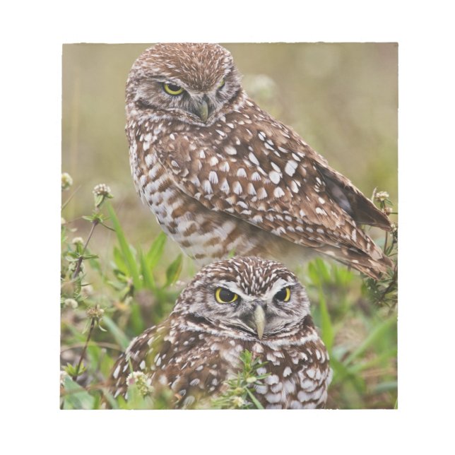 Burrowing Owl, Athene cunicularia, Cape Coral, Notepad (Front)