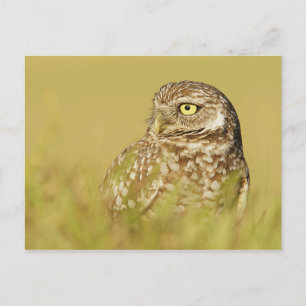 Burrowing Owl Close Up Profile Postcard