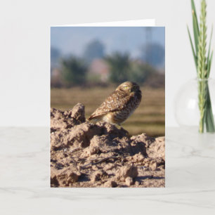 Burrowing Owl Greeting Card