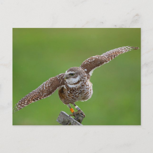 Burrowing Owl in Florida Postcard (Front)
