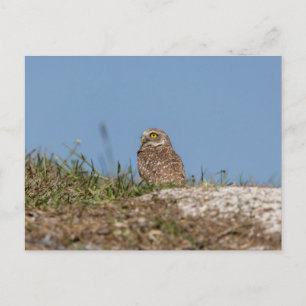 Burrowing Owl in Florida Postcard