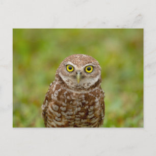 Burrowing Owl in Florida Postcard