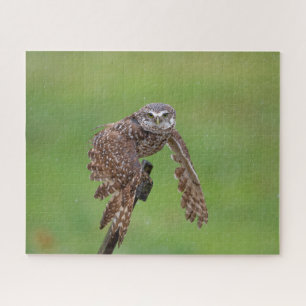 Burrowing Owl Jigsaw Puzzle