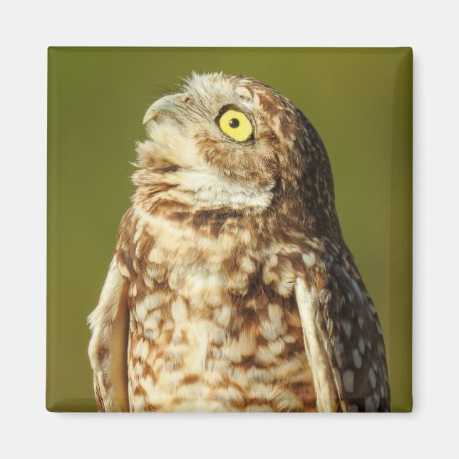 Burrowing Owl Magnet (Front)