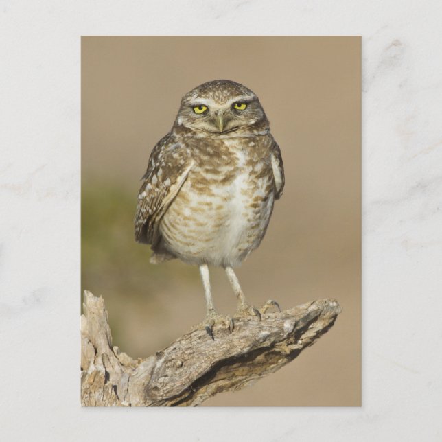 Burrowing Owl on a Cholla Rib Postcard (Front)