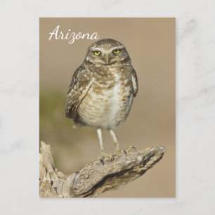 Burrowing Owl on a Cholla Rib Postcard