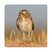 Burrowing owl on a dirt mound