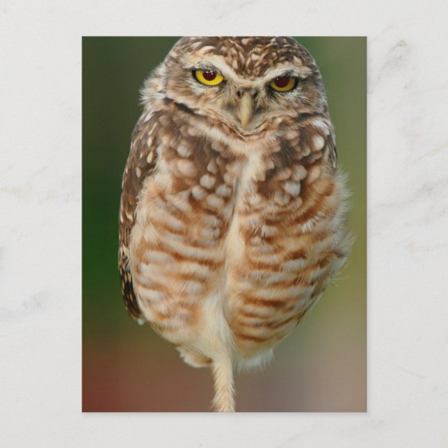 Burrowing Owl standing on one leg Postcard (Front)
