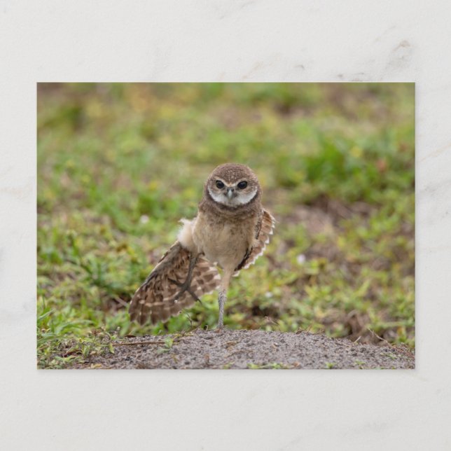Burrowing Owl yoga stretch in Florida Postcard (Front)