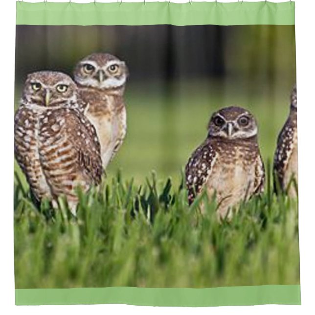 burrowing owls (Front)
