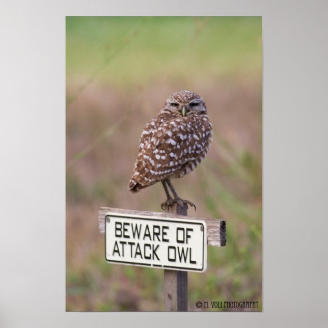Burrowing Owls 05-09 011 Poster (Front)
