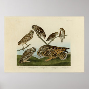Burrowing Owls - from Audubon's Birds of America Poster