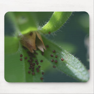 Burst Petunia Seedpod Mousepad