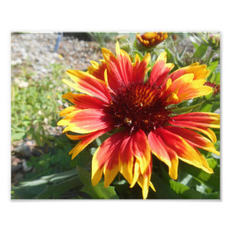 Bursting Bright Photo Print