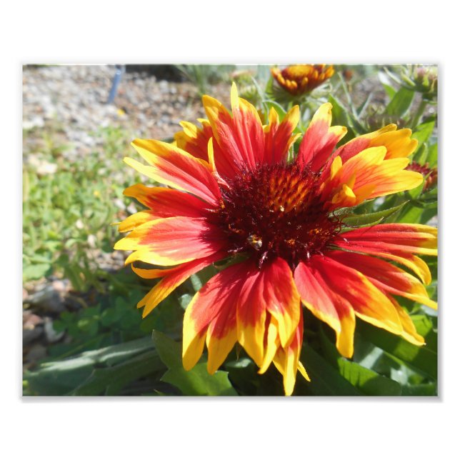 Bursting Bright Photo Print (Front)