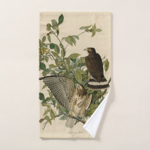 Buse à grande aile des oiseaux d'Amérique d'Audubo