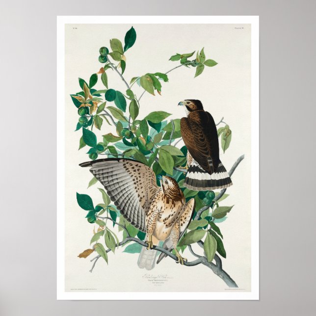 Buse à grande aile par Audubon Poster (Devant)