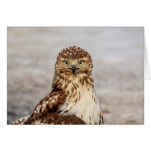 Buse à queue rouge immature au sol