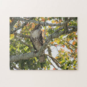 Buse à queue rouge - Puzzle des oiseaux de Prey Ji