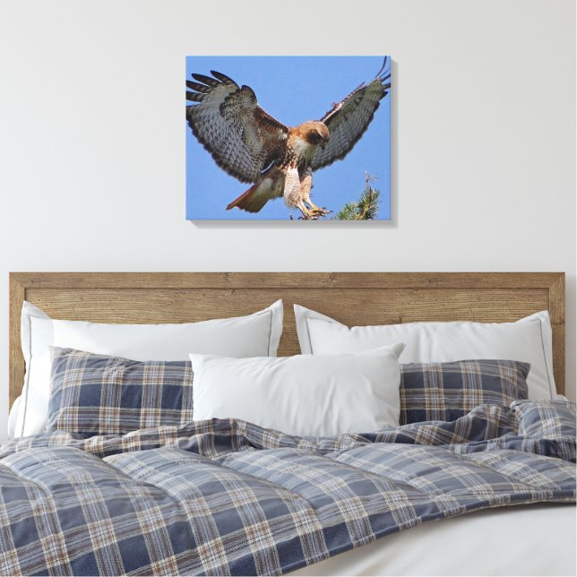Buse à queue rouge - toile d'étirement d'atterriss (Insitu(Chambre))