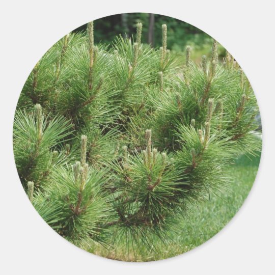 bush classic round sticker Zazzle.ca