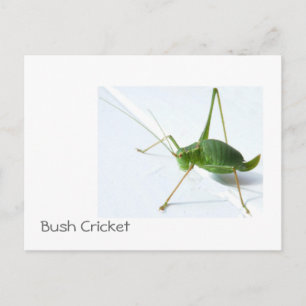 Bush Cricket Postcatrd Postcard