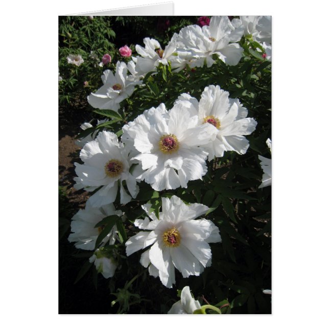 Bush des pivoines blanches (Devant)