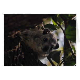 Bush Hyrax
