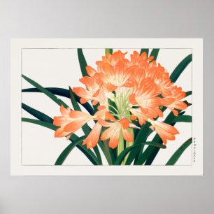 Bush Lily, Clivia miniata, Flowers, Tanigami Kona, Poster