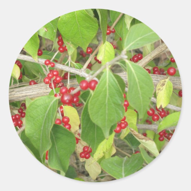 Bush with Red Berries Classic Round Sticker (Front)
