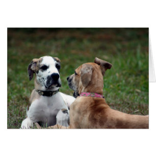 buster et jade 3