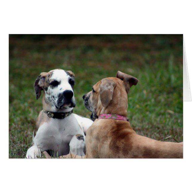 buster et jade 3 (Devant horizontal)