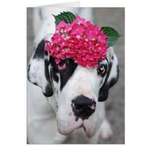 Buster Great Dane