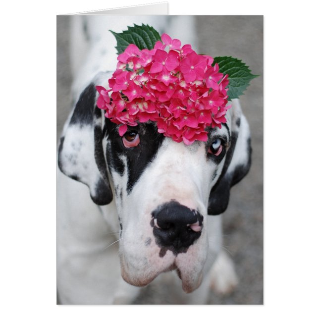 Buster Great Dane (Front)
