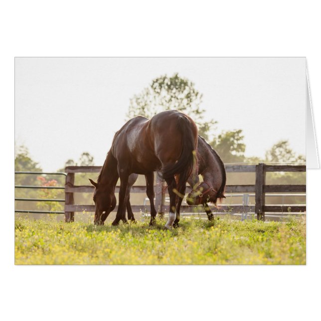 Buster & Maverick (Front Horizontal)